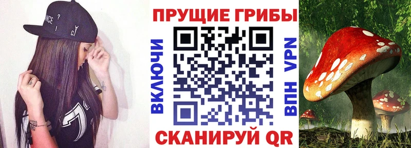 нарко площадка формула  Афипский  Галлюциногенные грибы Psilocybine cubensis 